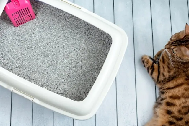 aldi pet cat litter box 640