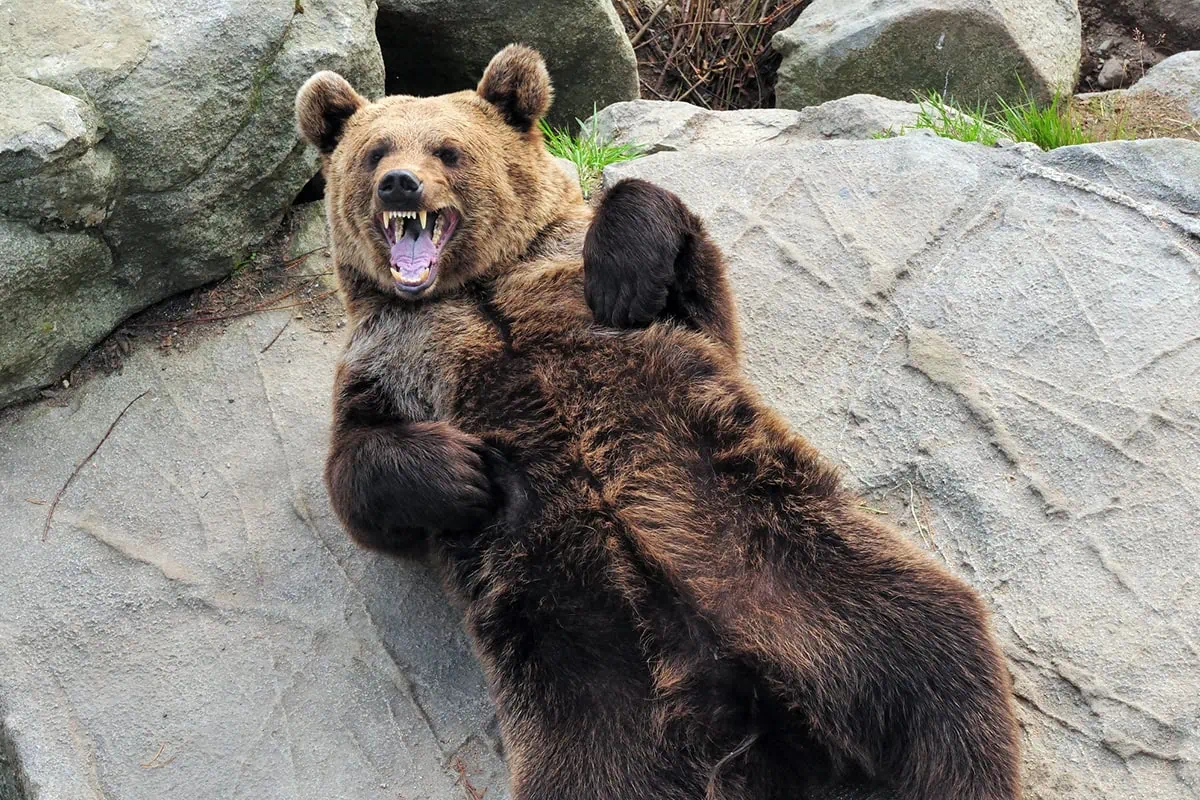 The 16 Best ETFs to Buy for a Prosperous 2026 16 a bear is growling playfully while lying against a rock.