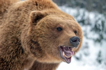 a brown bear growls.