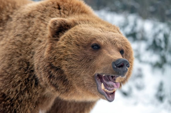 a brown bear growls.