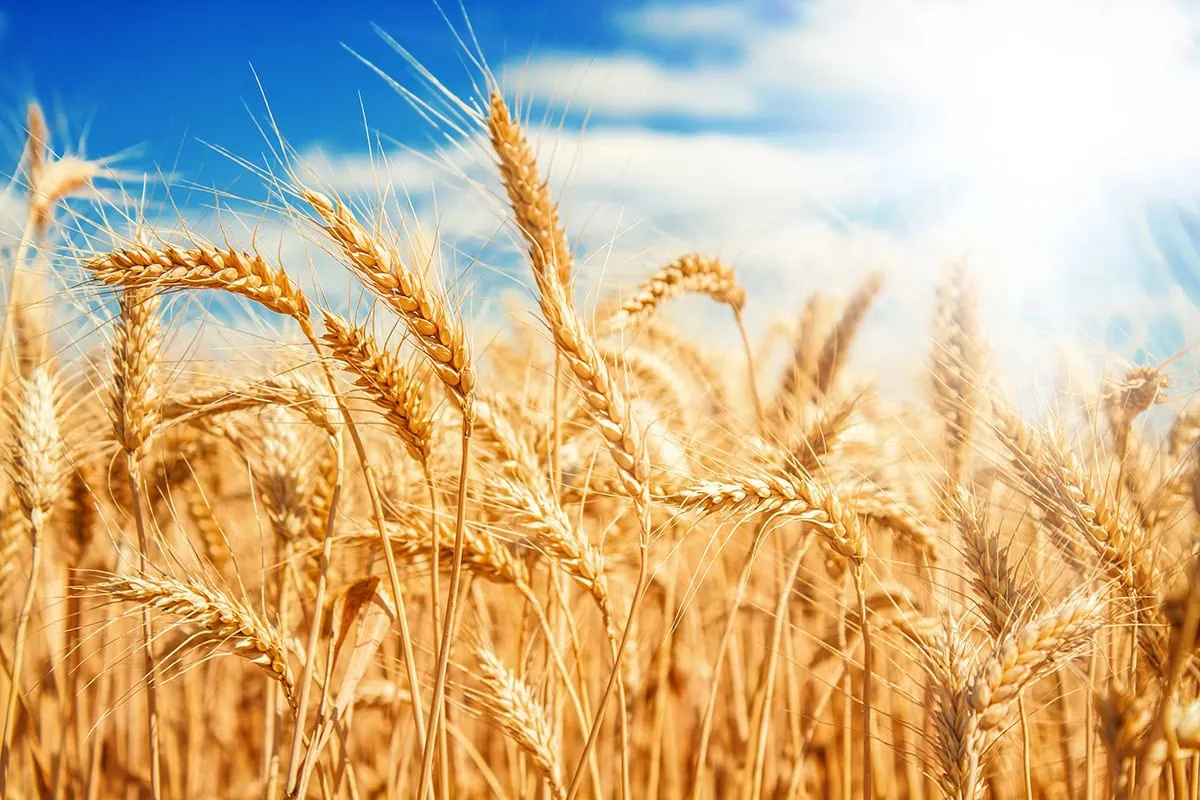 The Best Dividend Stocks: 10 Pro-Grade Income Picks for 2026 11 gold wheat field against a blue sky.