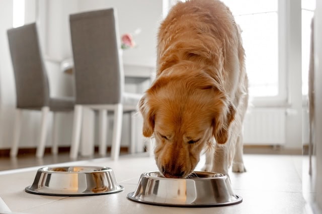 dog food bowl golden retriever 640