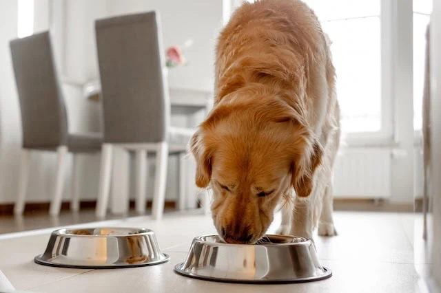 dog food bowl golden retriever 640