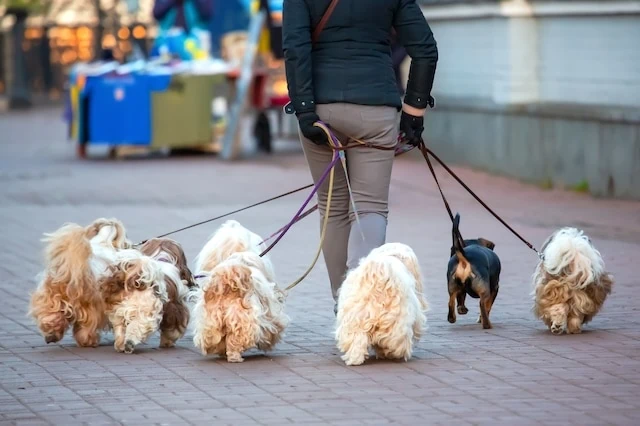 dog walking pet sitting senior retiree