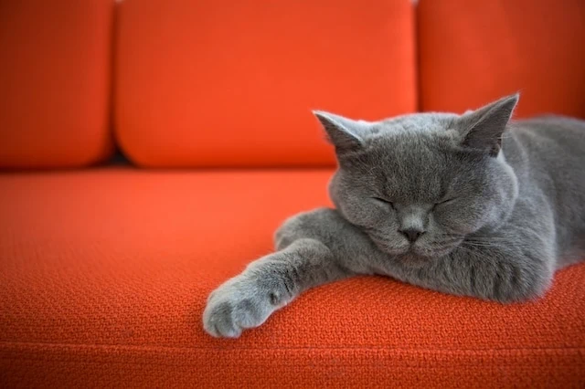 furniture couch sofa cat sleeping splurging