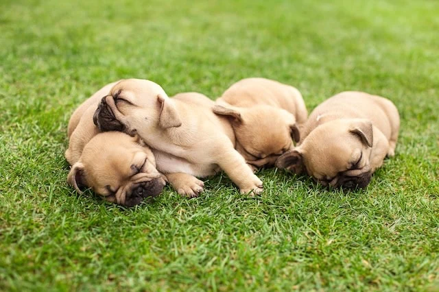 small cap low volatility sleeping puppies 640